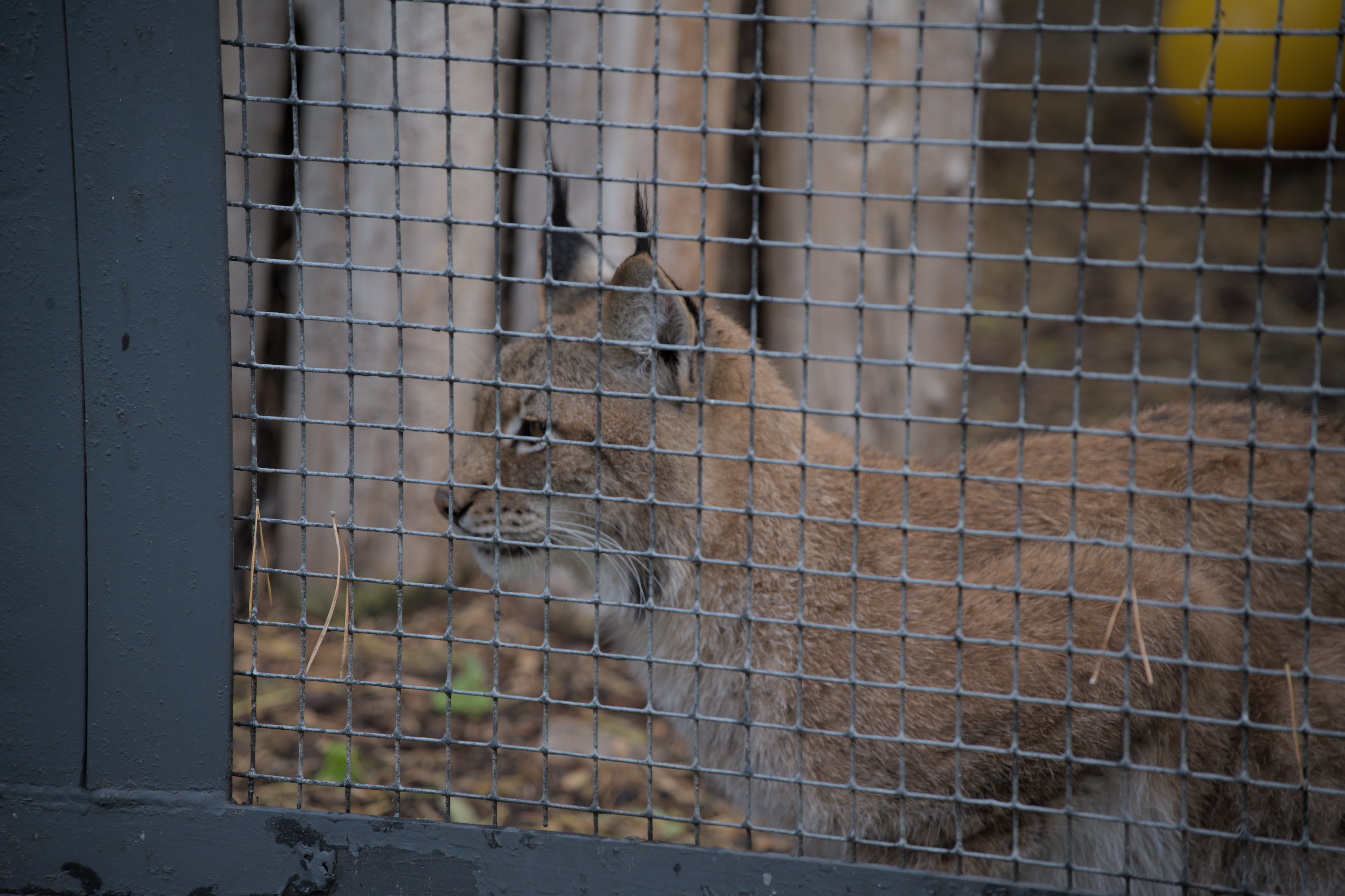 2025/10/12 - zoo/DSC_0355.jpg